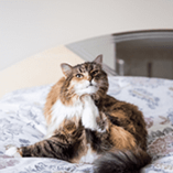 Chat eczéma
